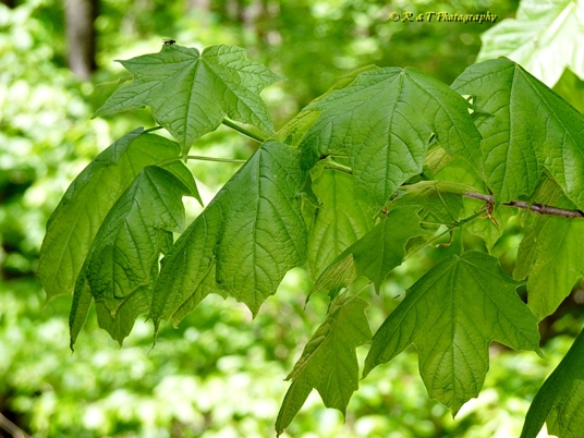 {Acer nigrum}